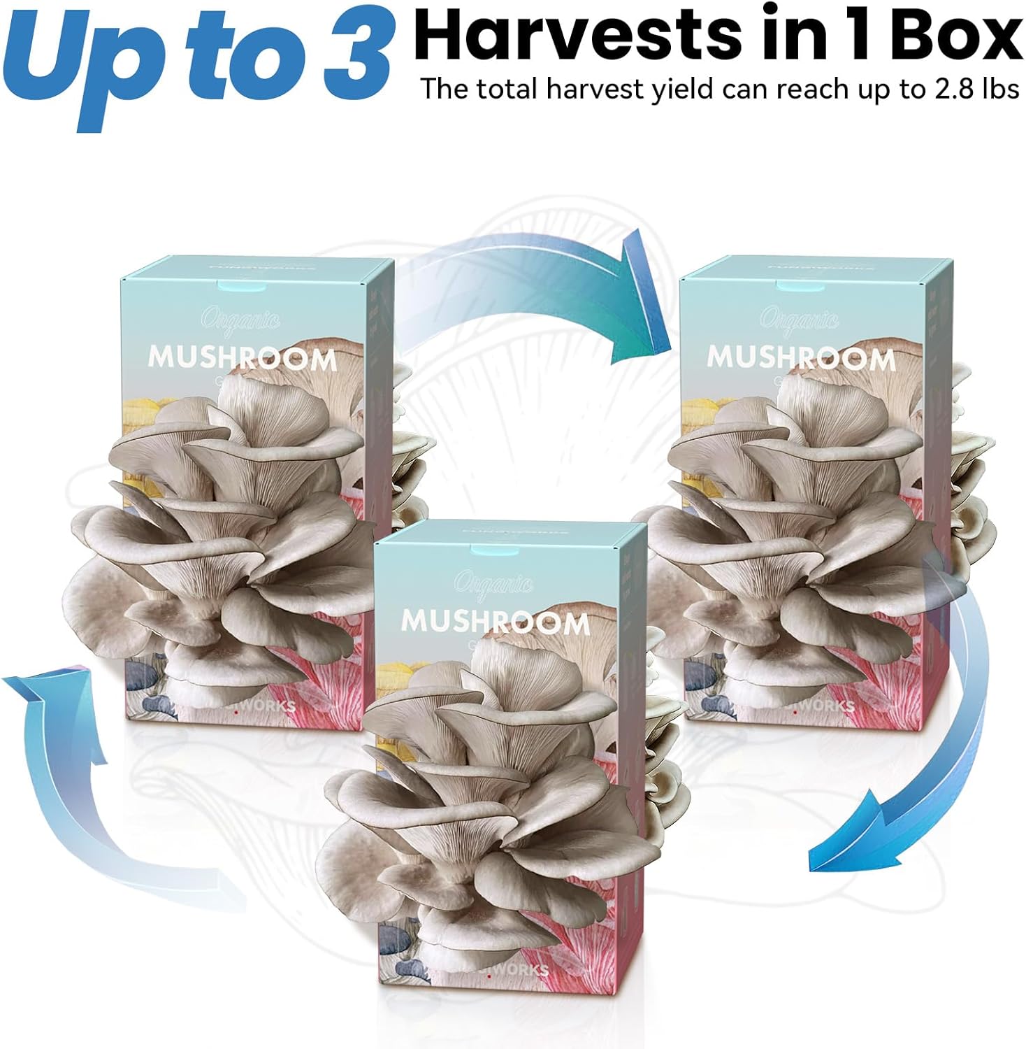 🍄 Organic Blue Oyster Mushroom Grow Kit (4lbs), Made in USA - Image 5