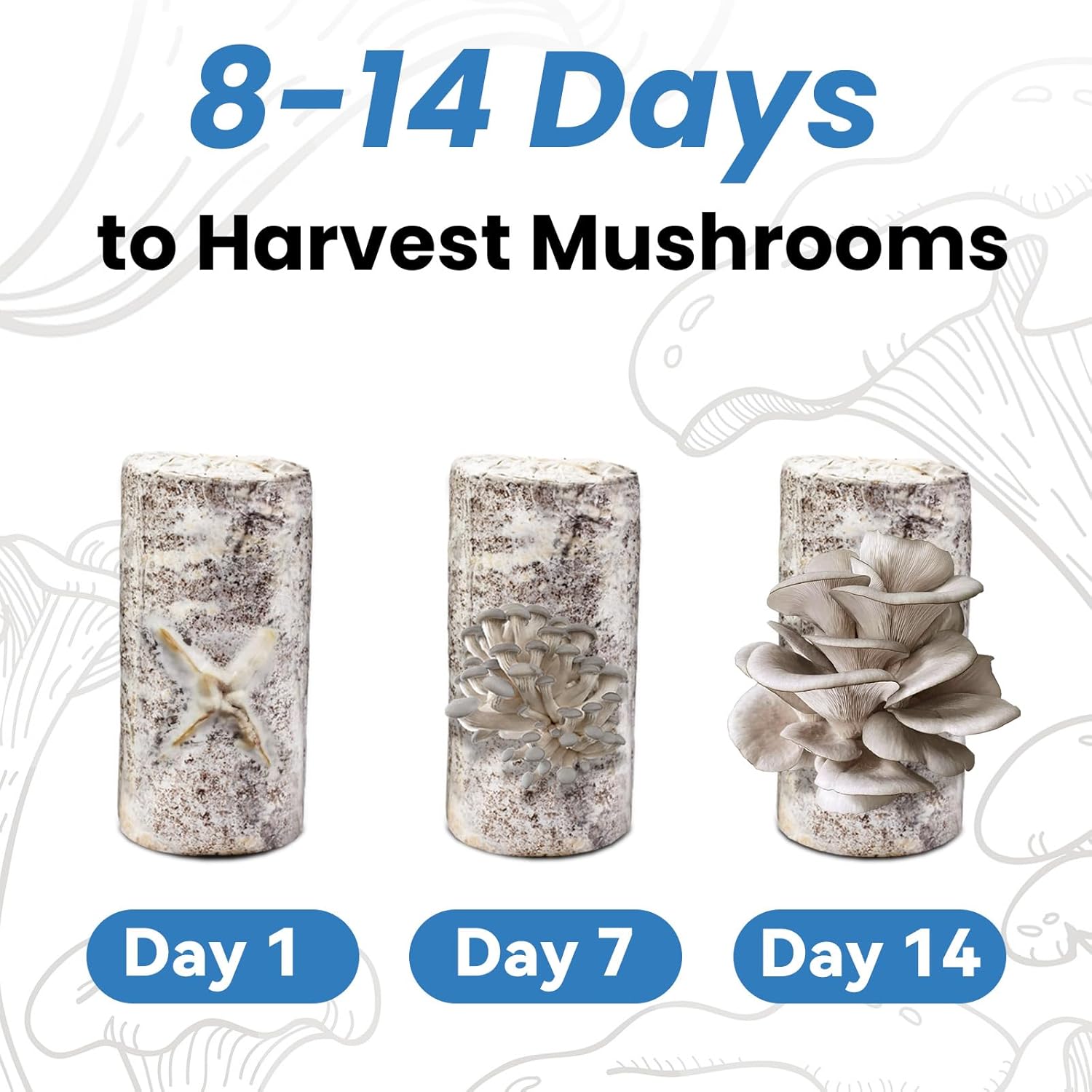 🍄 Organic Blue Oyster Mushroom Grow Kit (4lbs), Made in USA - Image 4